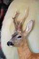 capriolo